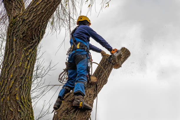 Best Tree Disease Treatment  in Center, CO