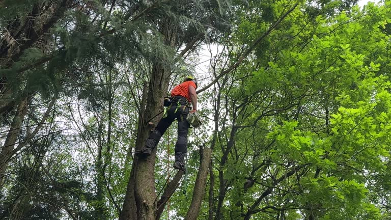 Best Tree Preservation Services  in Center, CO