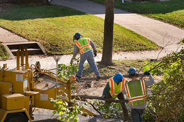 Best Utility Line Clearance  in Center, CO