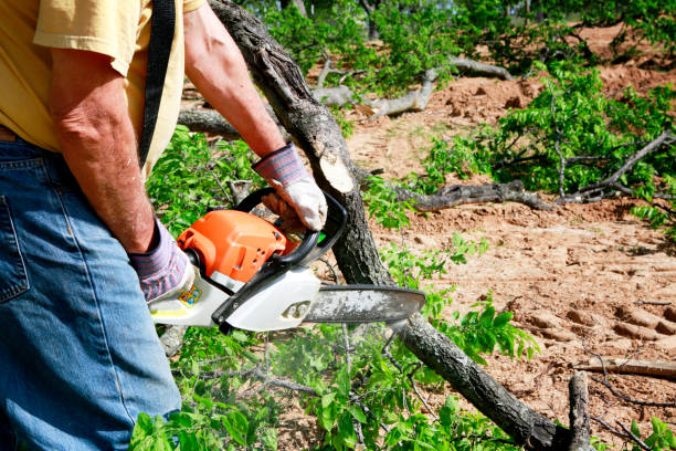 Best Hedge Trimming  in Center, CO